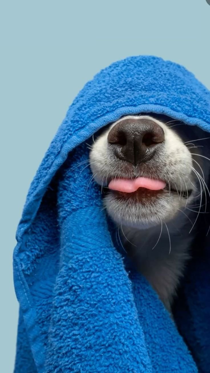 Pet Urine Carpet Cleaning Maidstone 10 pet urine bath time
