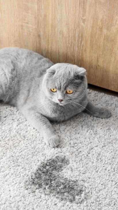 Pet Urine Carpet Cleaning Maidstone 8 pet urine before carpet 1 1
